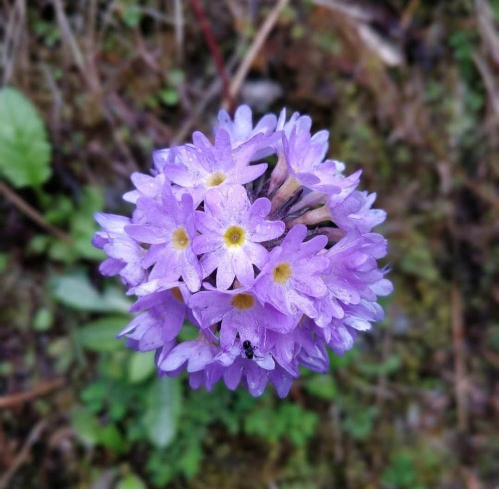 screenshot_2020-04-03-19-27-20-934_com.google.android.apps_.photos